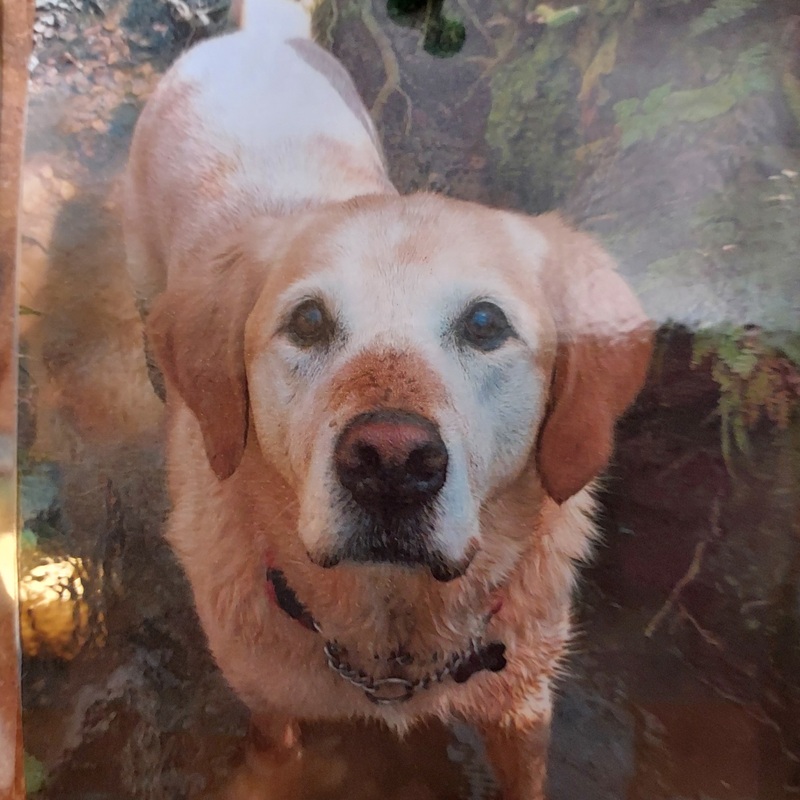 RIP
Bailey