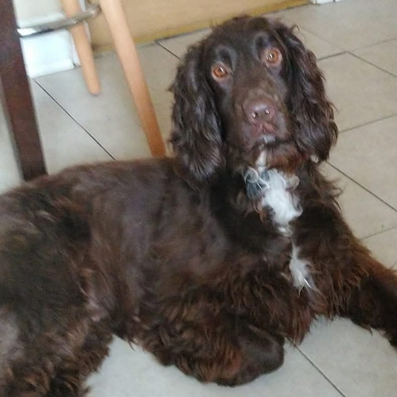 RIP
Bailey
