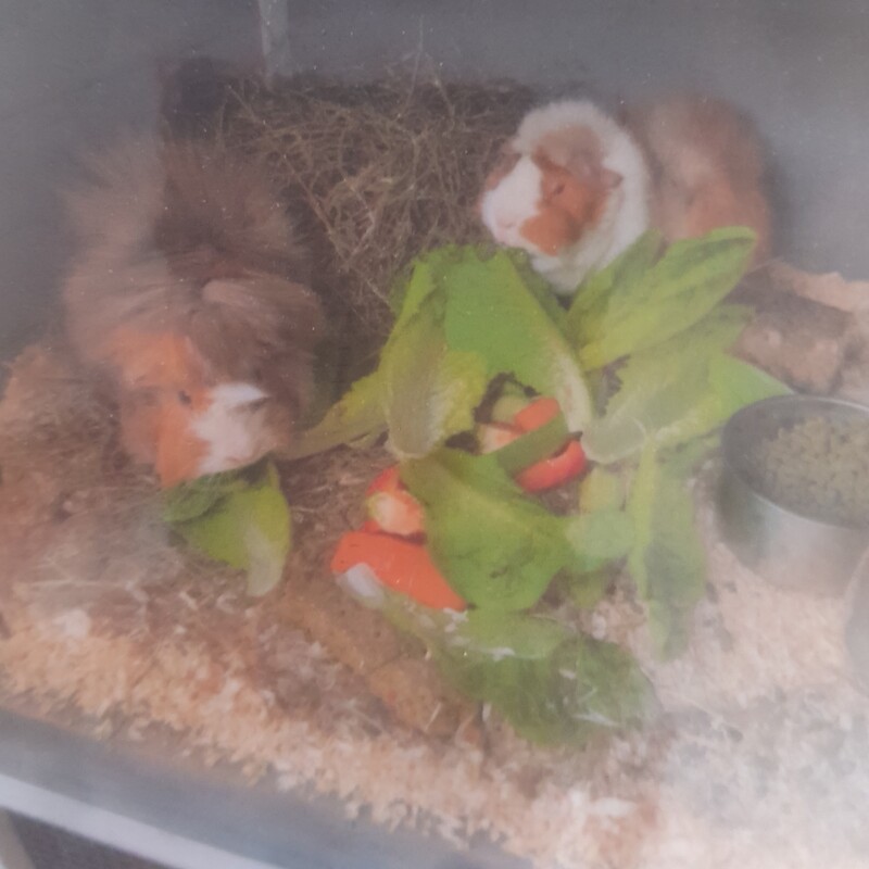 RIP
Reggie and Boris