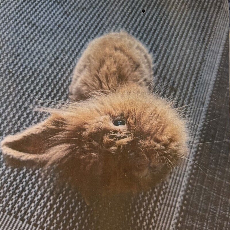 RIP
Bear