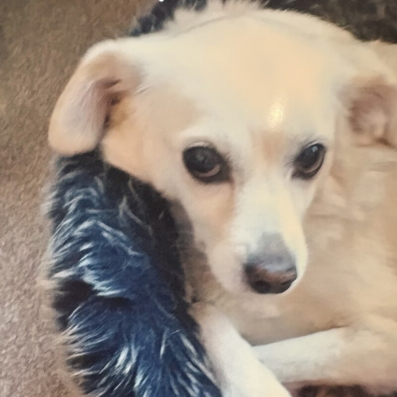 RIP
Aster
