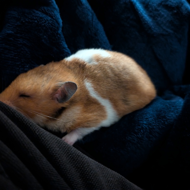 RIP
Sandy