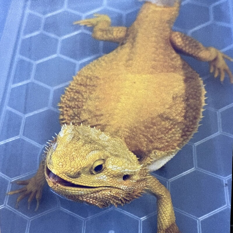 RIP
Rango