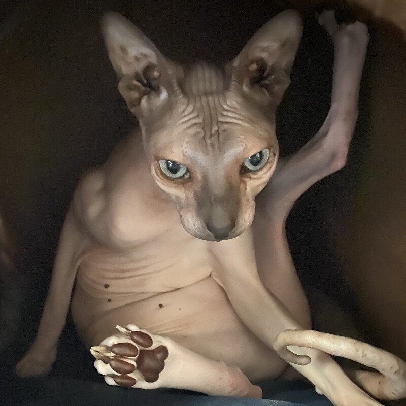 RIP
Chilli
