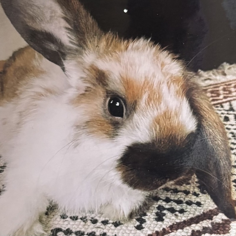 RIP
Nutmeg

